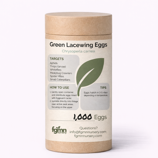 Green Lacewing Eggs